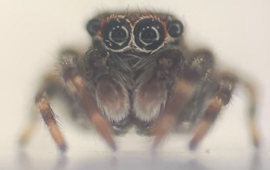 Jumping spider