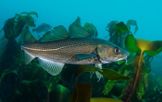 A close up portrait of a cod (Gadus morhua) in a kelp forest. There are several other cod in the background.